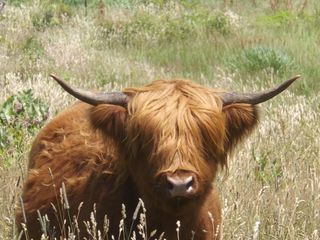 牛奶牛牧场牛奶草原原生态黄牛
