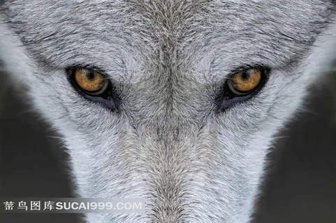 好恐怖的狼眼 好恐怖的狼眼