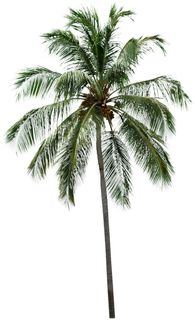 高清树木素材 免抠PSD植物素材 美术绘画园林贴图 树草灌木花草