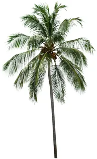 高清树木素材 免抠PSD植物素材 美术绘画园林贴图 树草灌木花草 高清树木素材 免抠PSD植物素材 美术绘画园林贴图 树草灌木花草