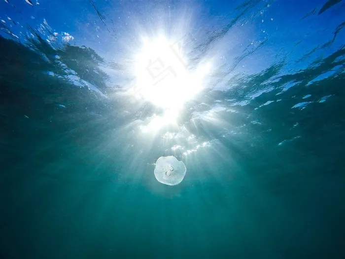 阳光海水和水母