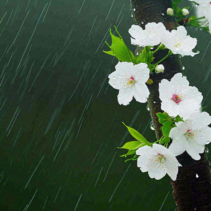 春天雨天白色花朵，雨水谷雨摄影图(1024x1024)
