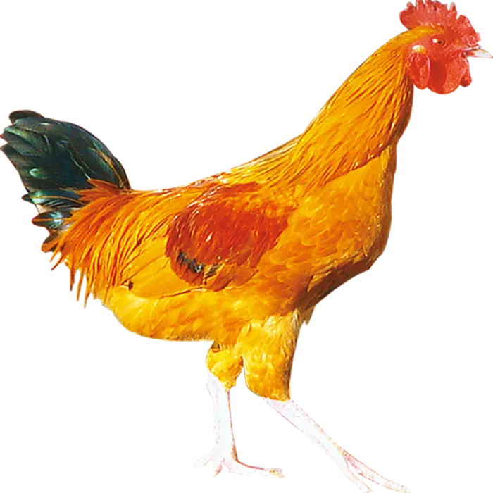 公鸡乡村振兴