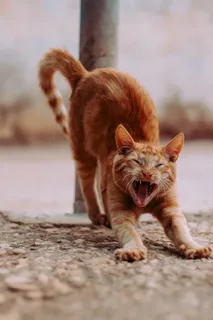 可爱猫咪猫猫摄影素材 可爱猫咪猫猫摄影素材