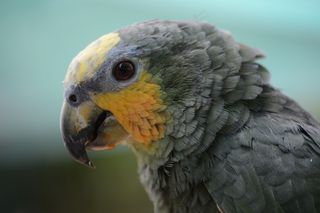 灰色鹦鹉头部近景特写图片