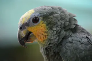 灰色鹦鹉头部近景特写图片