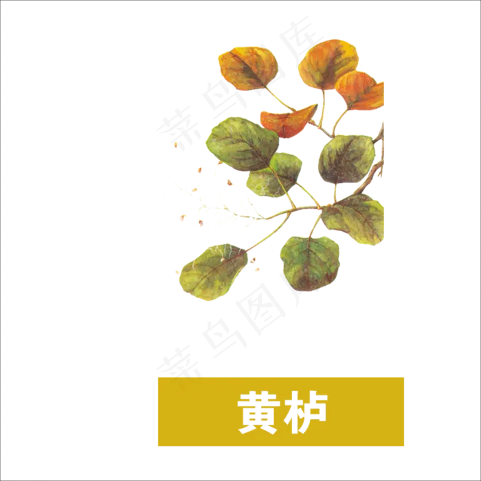 手绘草本中药药材黄栌