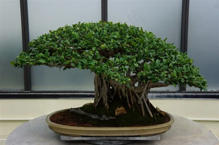 榕树盆景图片