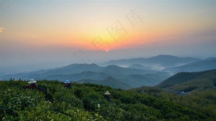 清晨茶园薄雾风景素材图片