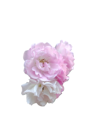 粉白色月季花“免抠”