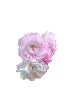 粉白色月季花“免抠” 粉白色月季花“免抠”