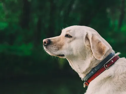拉布拉多犬可爱图片 拉布拉多犬可爱图片