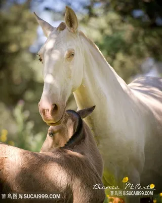 白马与小马图片