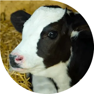 奶牛头像图标现代农业