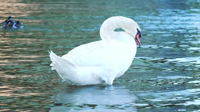 天鹅, 水, 鸟, 湖, 白色, 全身羽毛, 施万