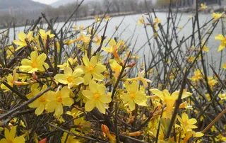 迎春花图片下载