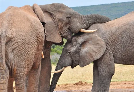 抚慰的泰国大象图片