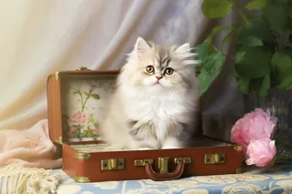 一只可爱的长毛猫咪摄影图