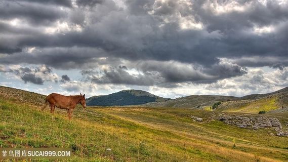 草地骏马美景壁纸