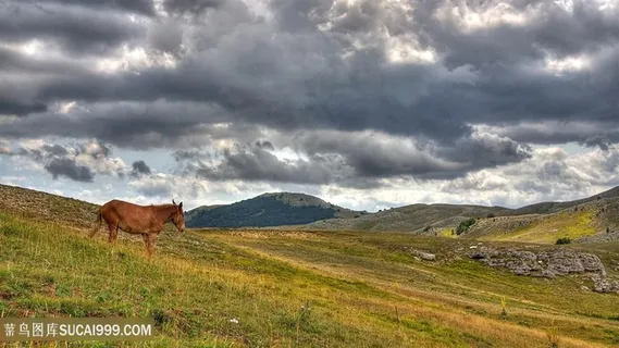 草地骏马美景壁纸 草地骏马美景壁纸