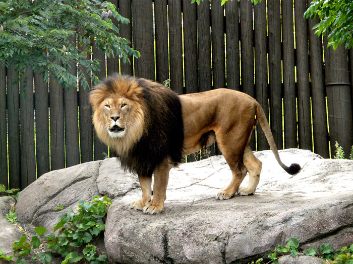狮子动物园动物森林野生设计素材