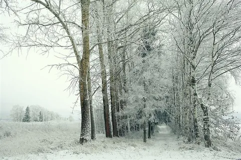 雪天下的好多树