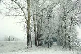 雪天下的好多树