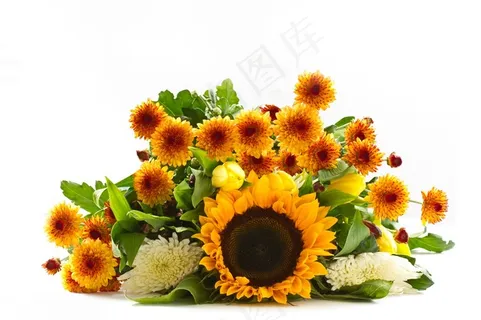 美丽的向日葵花高清图