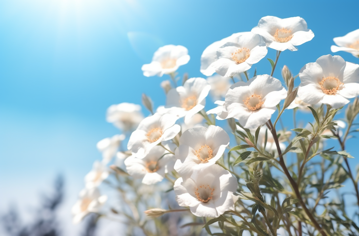 白色的花朵近景聚焦拍摄摄影图(4080x2688)