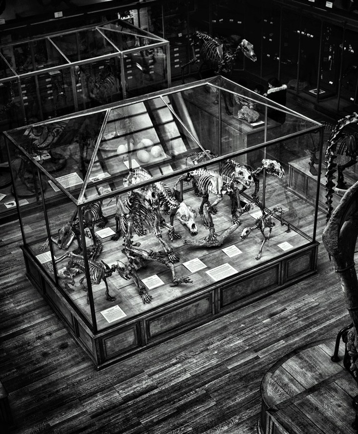 史前动物恐龙化石摄影