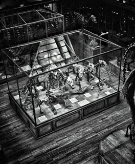 史前动物恐龙化石摄影