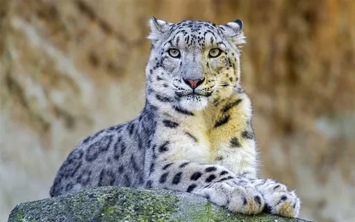 动物系列野生雪豹高清摄影大图