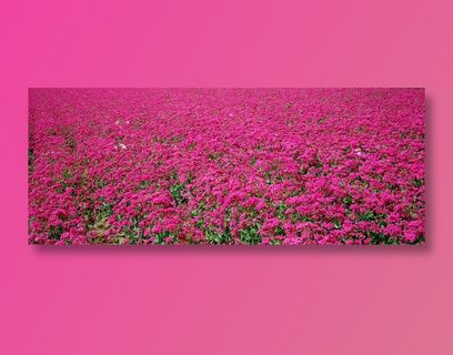 粉色杜鹃花背景素材