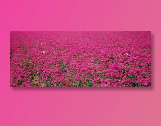 粉色杜鹃花背景素材