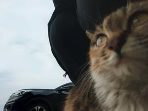喵星人猫猫