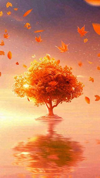 秋天树木的秋叶在河面上飘扬，金黄色温馨，秋分