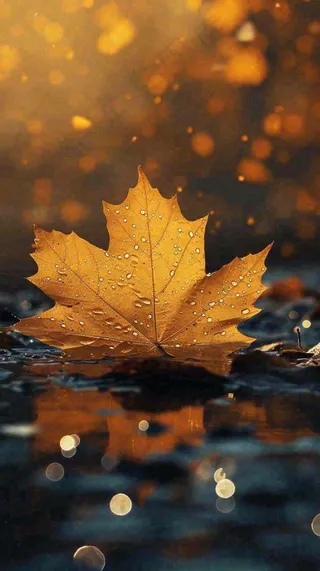 秋天黄色秋叶落叶雨天特写故事感，秋分立秋摄影图