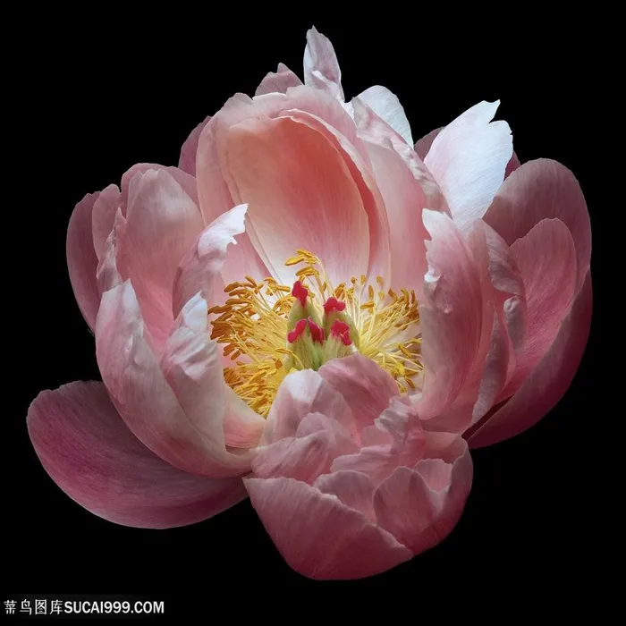 超高清唯美粉色芍药鲜花图片