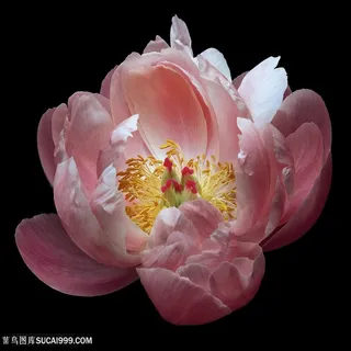 超高清唯美粉色芍药鲜花图片