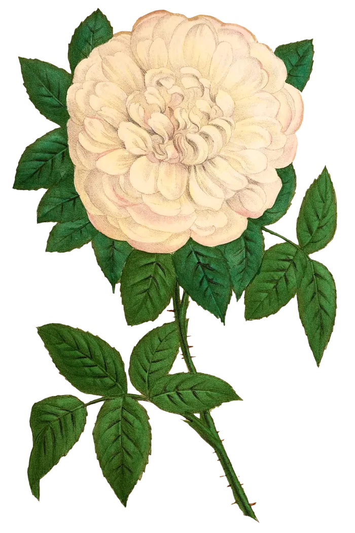 复古手绘植物花卉玫瑰花PNG免扣图案高清图片PS设计素材图