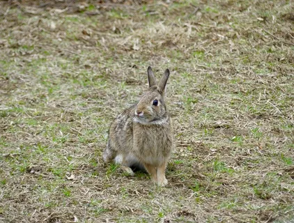 草地灰色野兔图片 草地灰色野兔图片