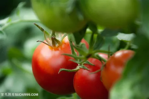 红番茄青番茄 红番茄青番茄