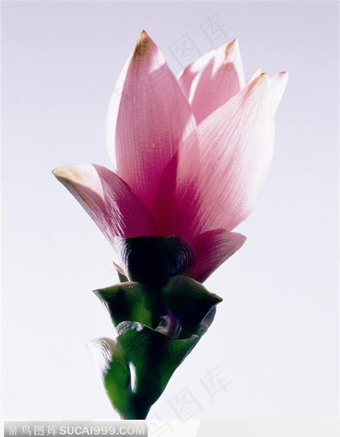 一枝半开放的莲花