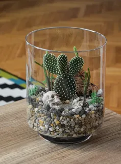 绿色仙人掌仙人球摄影素材