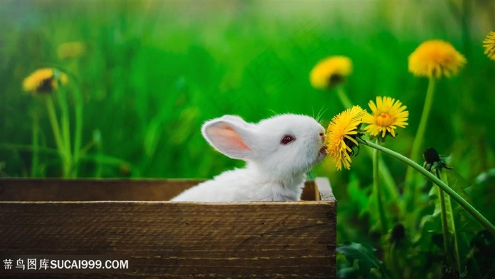 可爱白色兔子图片