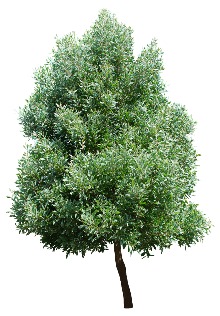 高清树木素材 免抠PSD植物素材 美术绘画园林贴图 树草灌木花草