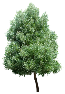 高清树木素材 免抠PSD植物素材 美术绘画园林贴图 树草灌木花草