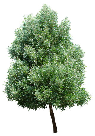 高清树木素材 免抠PSD植物素材 美术绘画园林贴图 树草灌木花草