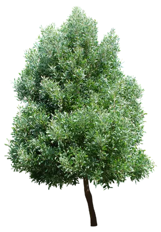 高清树木素材 免抠PSD植物素材 美术绘画园林贴图 树草灌木花草