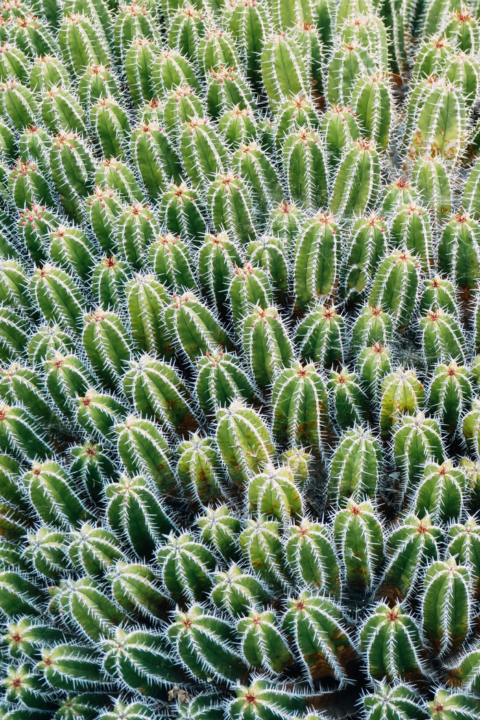 仙人掌植物林图片